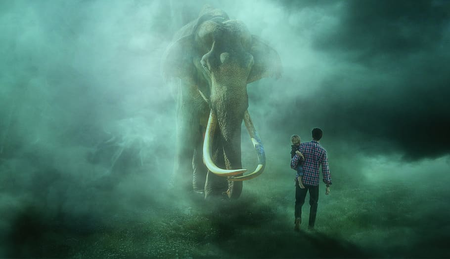 encounter, elephant, fog, mystical, fantasy, composing, photomontage, HD wallpaper