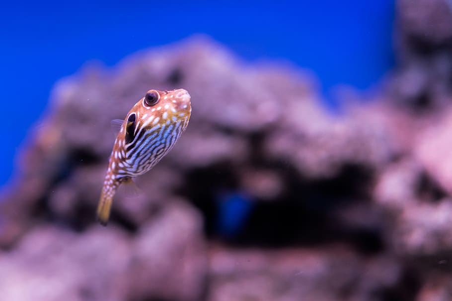 yellow and white dotted fish, animal themes, one animal, animal wildlife HD wallpaper