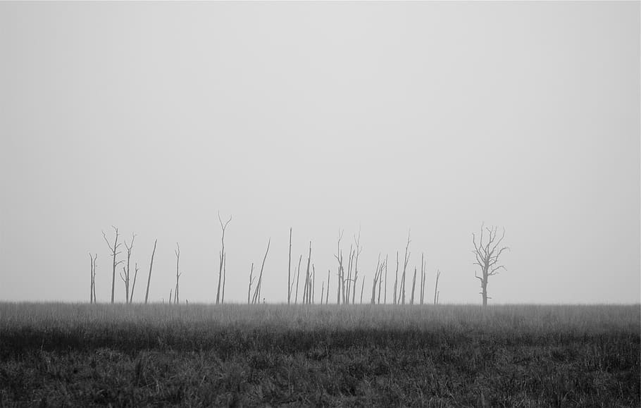 grass, field, grey, black and white, trees, sky, landscape HD wallpaper