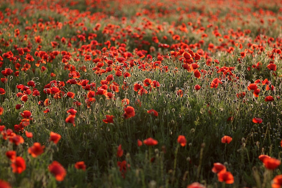 poppies, red, plain, flower, nature, flowering plant, beauty in nature HD wallpaper