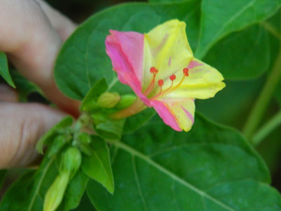 flower, yellow, pink, hand, holding, bloom, leaf, plant part HD wallpaper