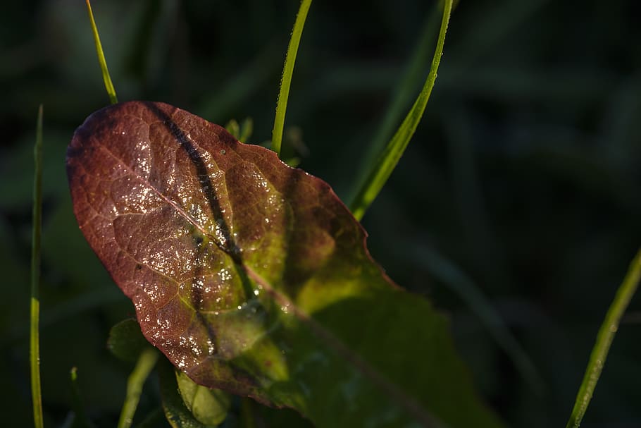 autumn, leaf, wet, dew, colorful, dandelion, leaves, bright, HD wallpaper