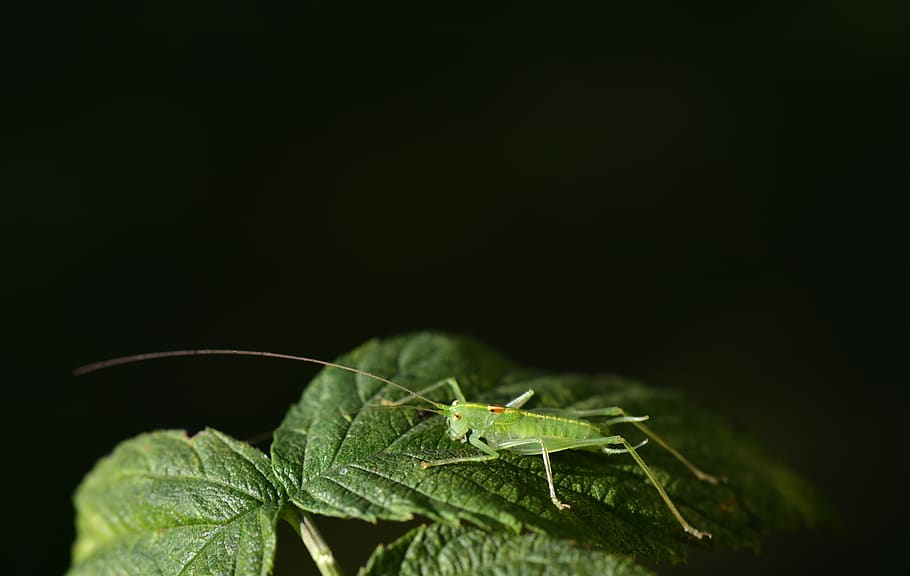 grasshopper, green, insect, close up, nature, animal, viridissima HD wallpaper