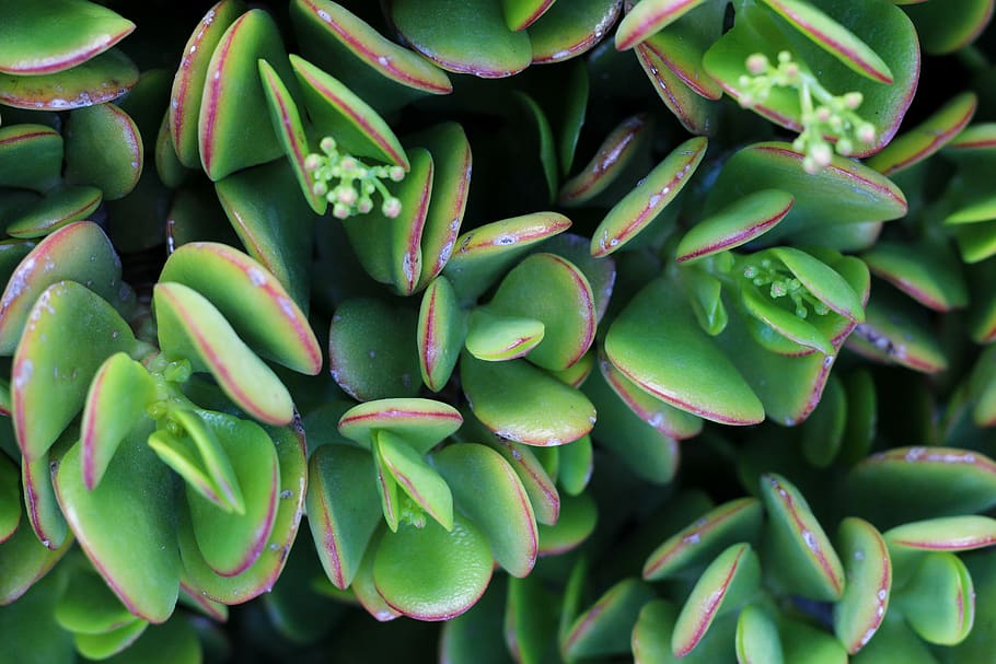 green succulent plants, green color, freshness, close-up, food and drink HD wallpaper