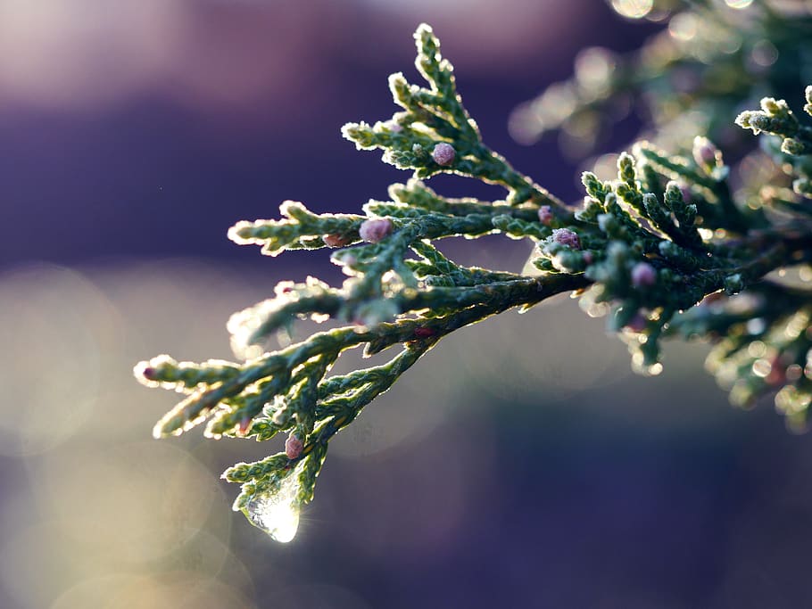macro, trees, ice, evergreen, frost, plant, beauty in nature HD wallpaper