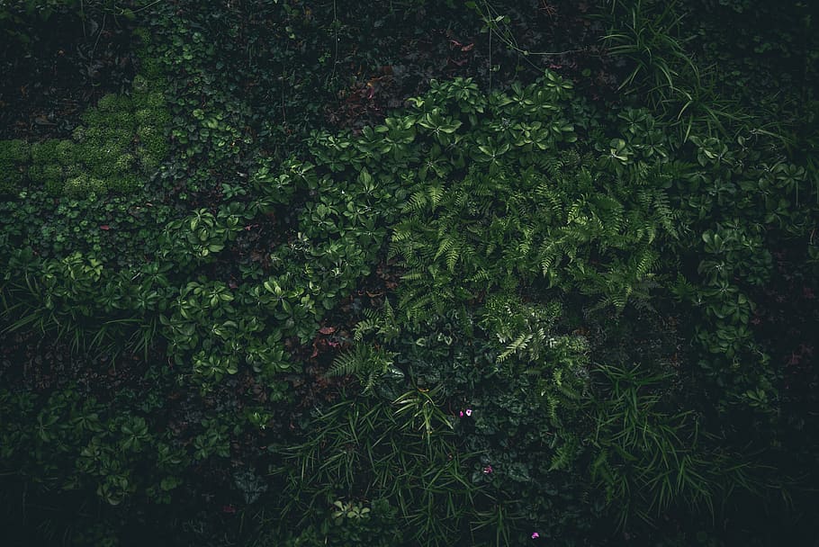green, plants, nature, leaf, field, farm, garden, growth, green color HD wallpaper