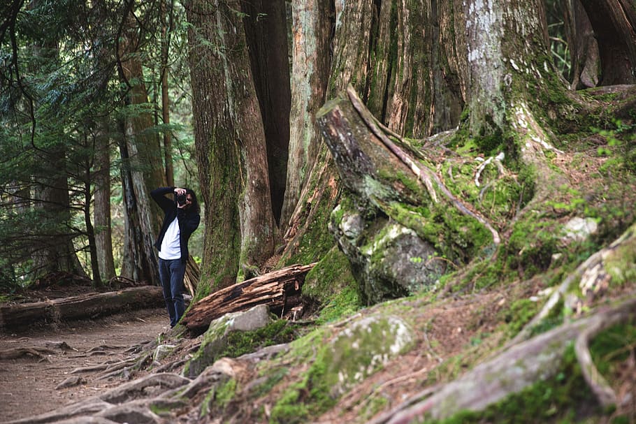 A nature photographer clicking photo in the forest near a chopped down tree HD wallpaper