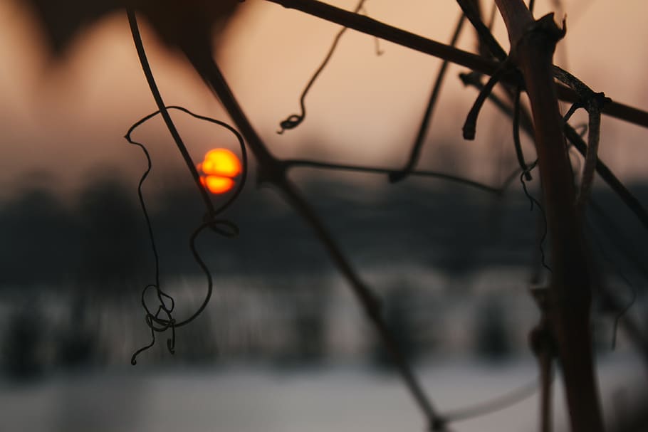 bokeh, sunset, warm, focus on foreground, no people, tree, nature HD wallpaper