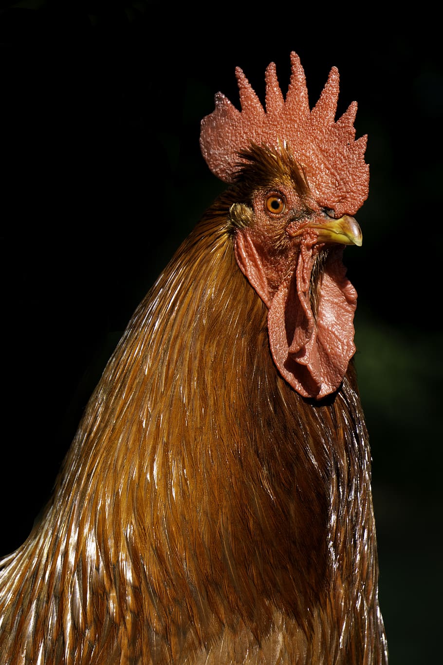 red, poultry, plumage, comb, isolated, farm, pride, head, bird HD wallpaper