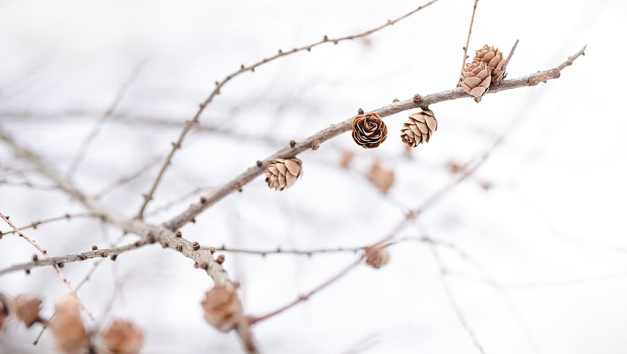 focus photography of brown petaled flower, pine, cone, twig, branch HD wallpaper