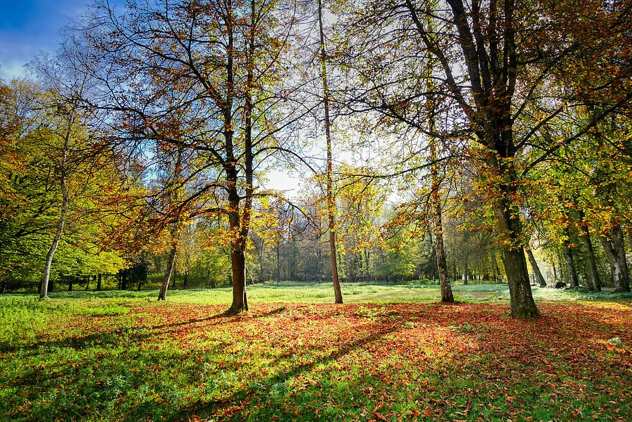 forest, away, nature, trees, trail, landscape, light, mood HD wallpaper