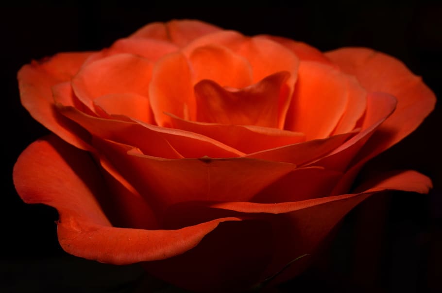 Orange Flower, bloom, blossom, close-up, flora, rose, flowering plant HD wallpaper
