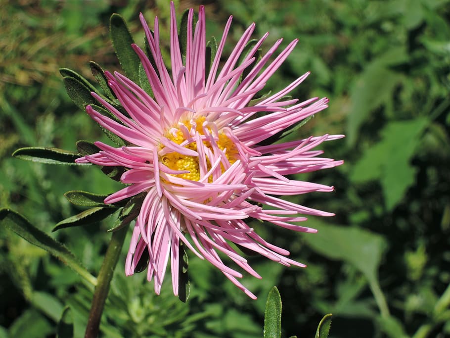 flower, astra, pink, summer, garden, flowering plant, fragility HD wallpaper
