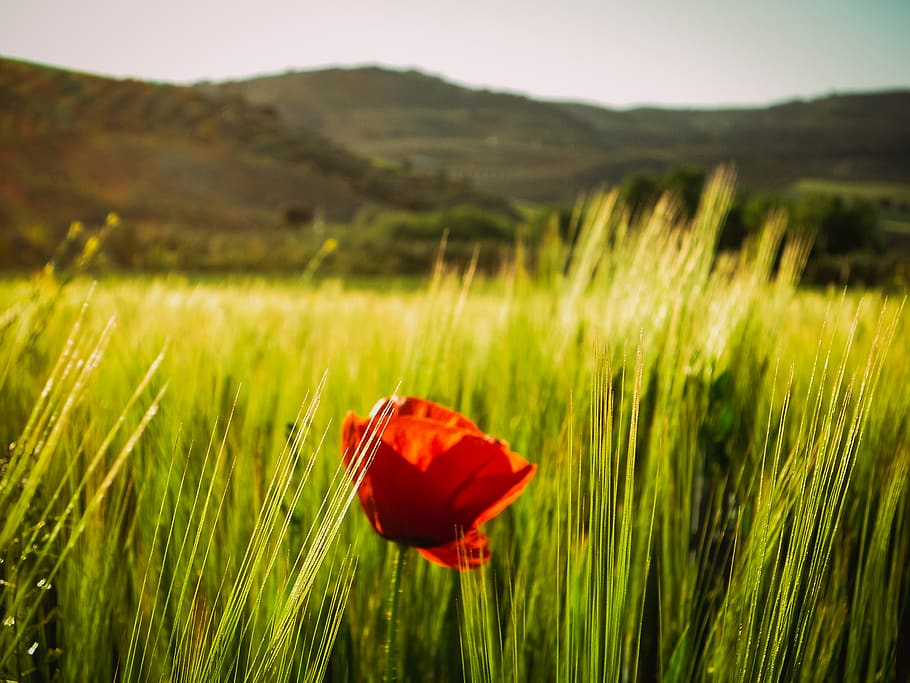 spain, tocón, spring, sun, flowers, natureness, sunny, trees HD wallpaper
