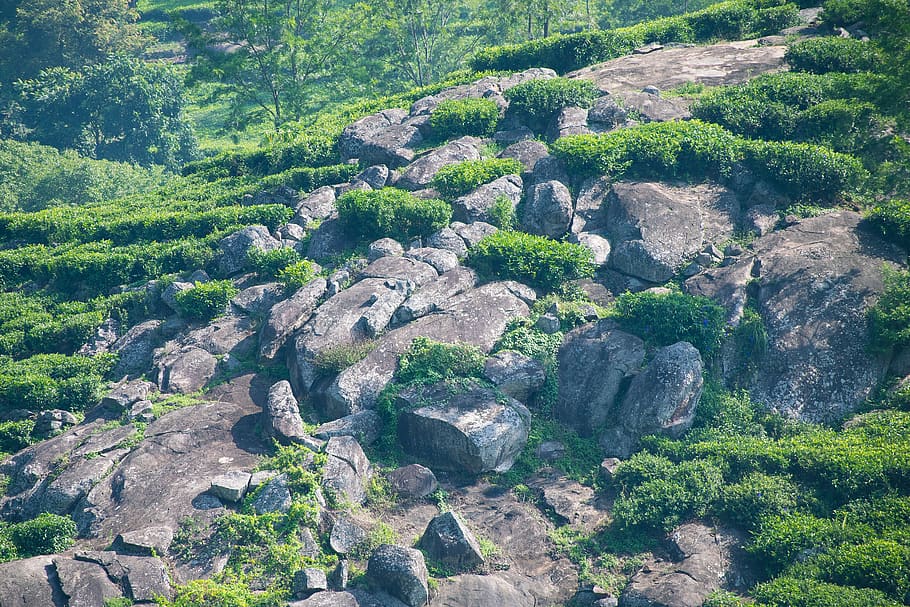 rocks, plants, mountains, forest, hills, tree, tranquility HD wallpaper