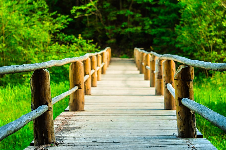 ukraine, wood - material, plant, tree, direction, the way forward HD wallpaper