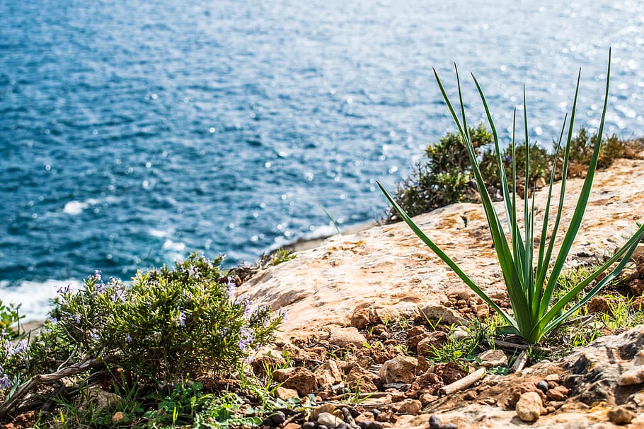 spain, majorca, sea, coast, rocks, stones, grass, water, plant HD wallpaper