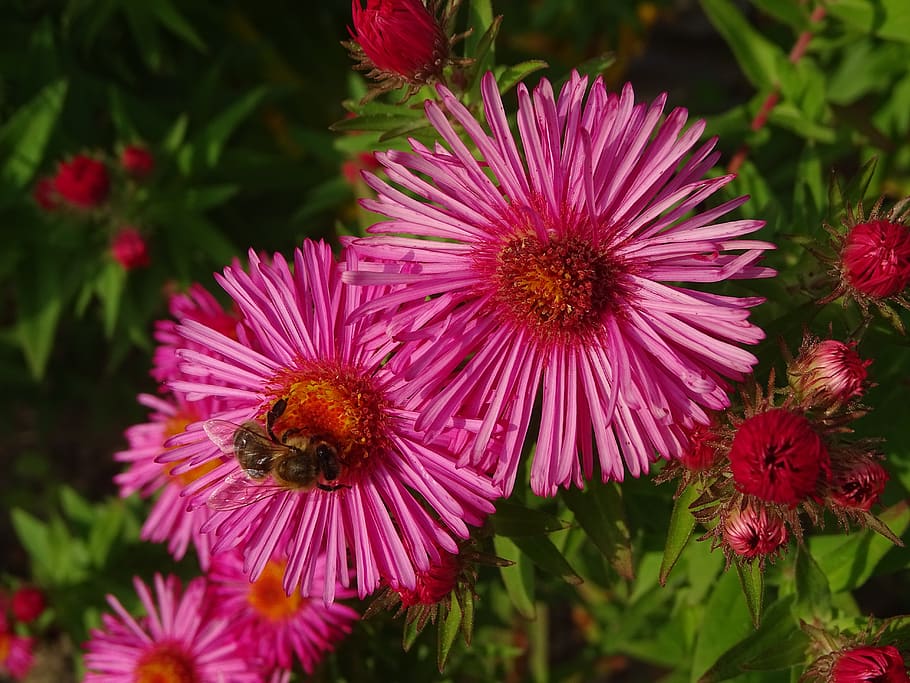 aster, aster amellus, bee, flower, garden, nature, fall, flowering plant HD wallpaper