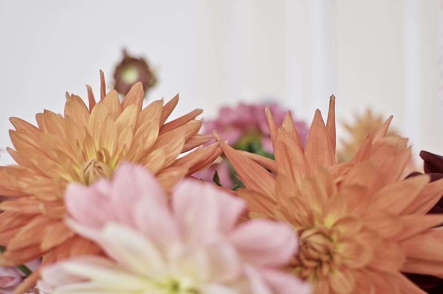 orange petaled flowers, plant, dahlia, blossom, daisy, daisies HD wallpaper