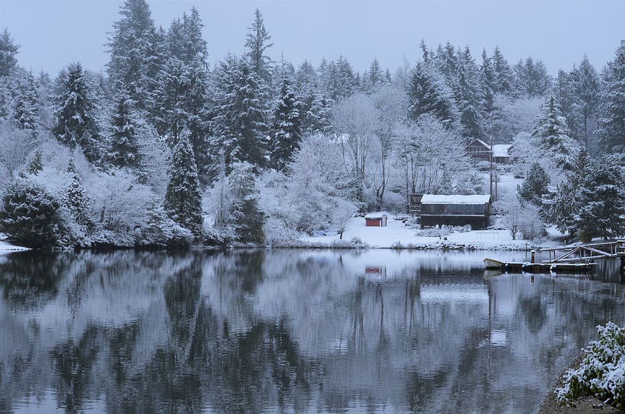 waterfront, winter, snow, beach, tree, plant, reflection, beauty in nature HD wallpaper