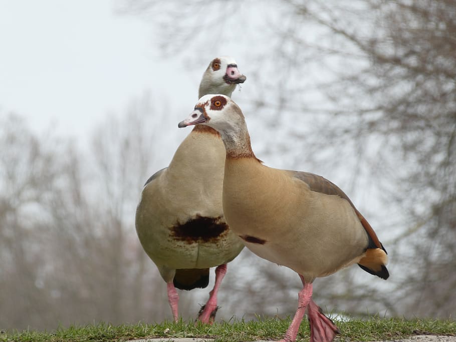 nilgänse, nilgans, pair, together, nature, the castle garden stuttgart HD wallpaper