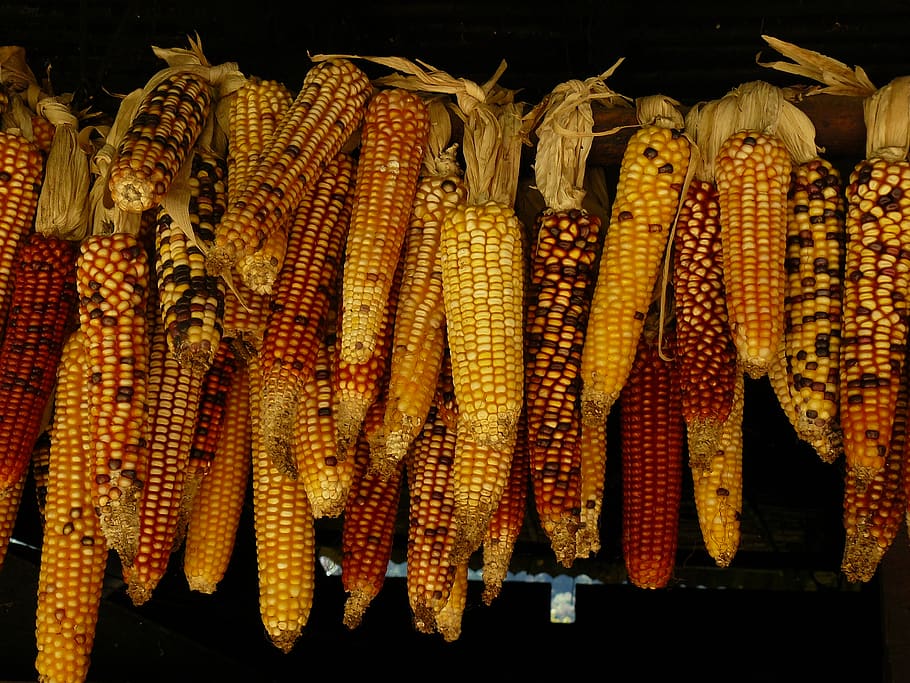 assorted corn stick lot, food and drink, sweetcorn, vegetable HD wallpaper