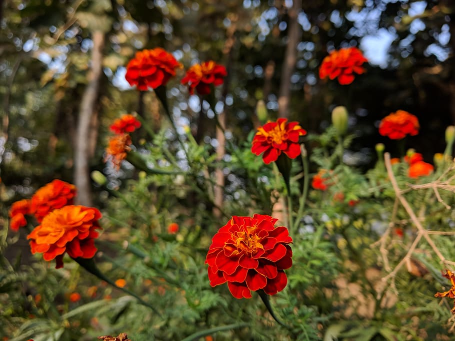 india, nanded-waghala, flowering plant, beauty in nature, fragility HD wallpaper