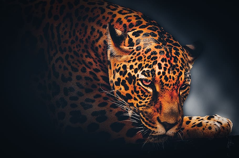 Hd Wallpaper Wallpaper Background Jaguar Wildlife Animal