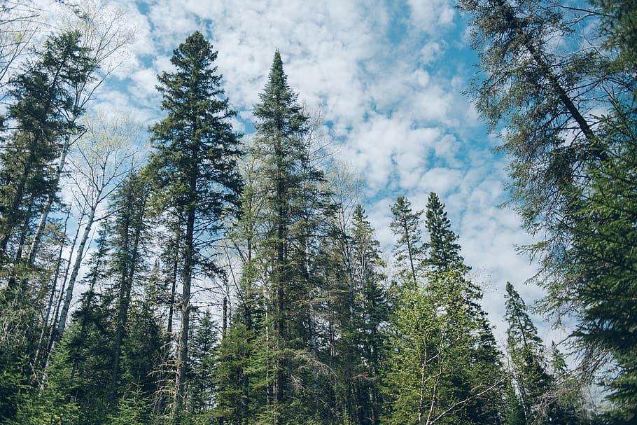 trees, ontario, forest, colour, color, plant, land, beauty in nature HD wallpaper