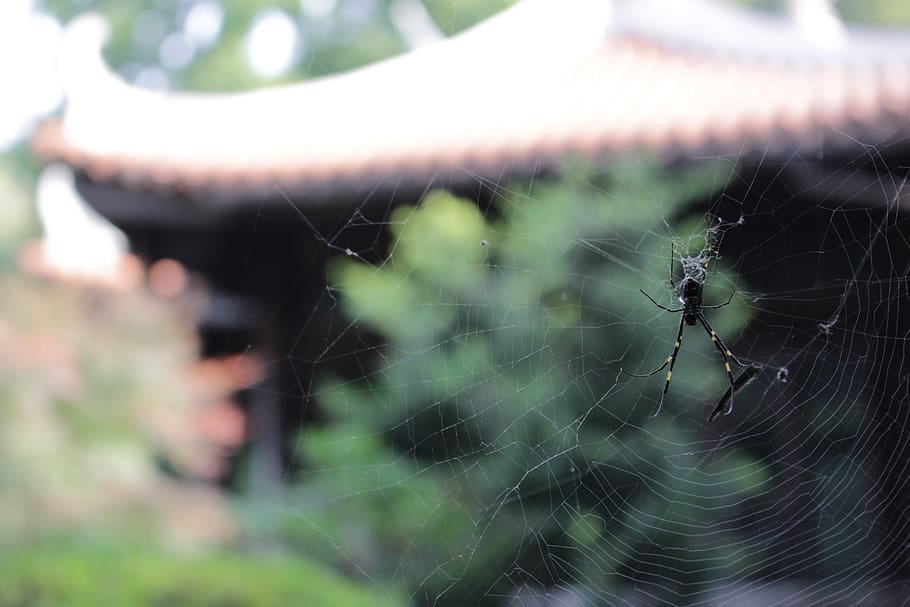 spider, japan, park, spider web, fragility, animal themes, invertebrate HD wallpaper