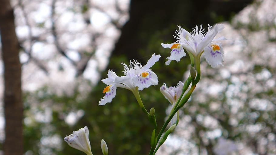 flowers, spring, park, white, natural, flowering plant, freshness HD wallpaper