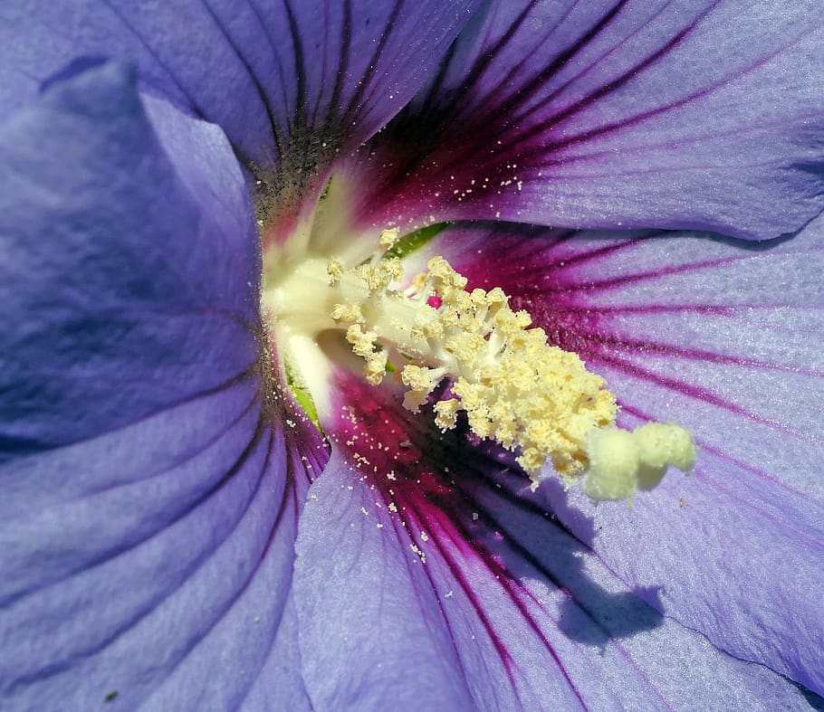 hibiscus, blossom, bloom, middle, stamens, close up, ornamental plant HD wallpaper