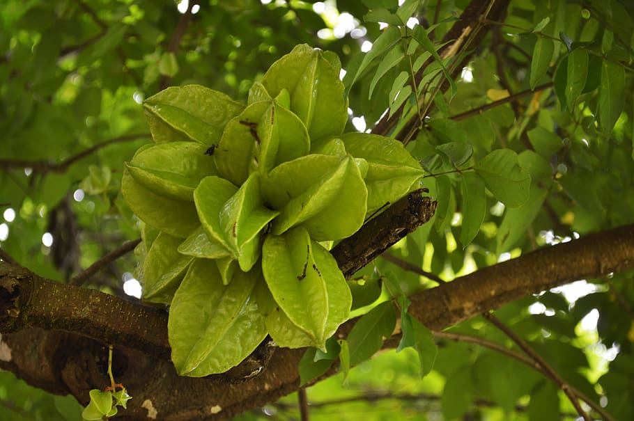 fruit, carambola, healthy, yellow, exotic, tropical, fresh, HD wallpaper