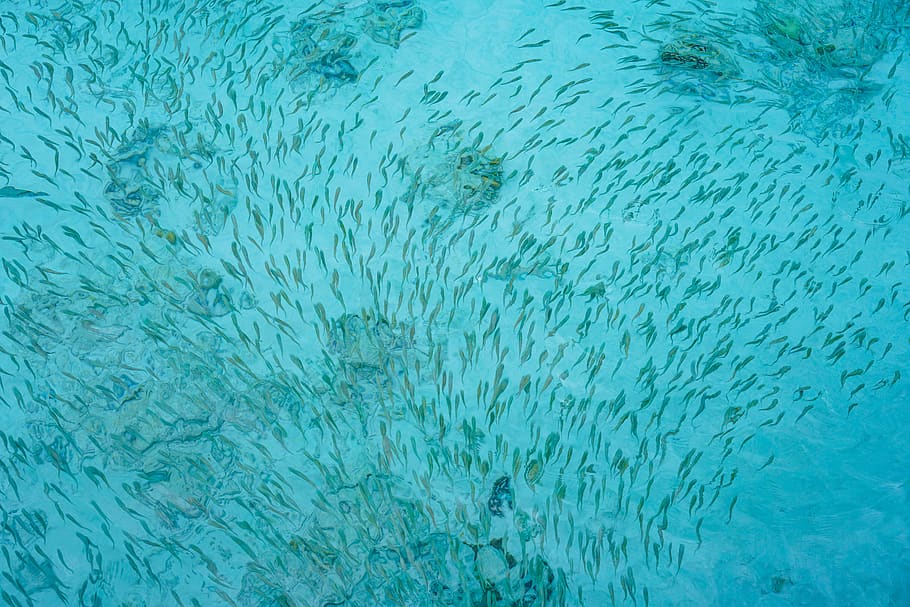 school of fish, water, backgrounds, full frame, sea, blue, underwater HD wallpaper