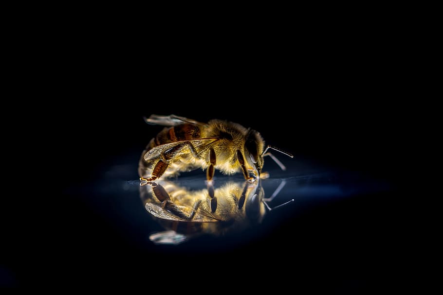 honey bee, nature, insect, macro, close up, animal, animal world HD wallpaper