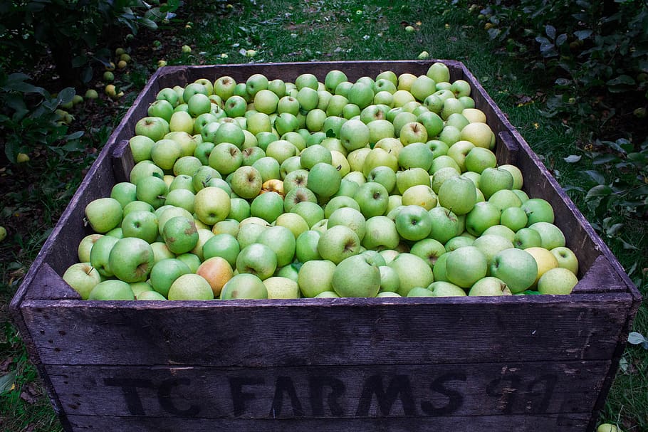 apples, green, rustic, fall, autumn, food, healthy eating, food and drink HD wallpaper