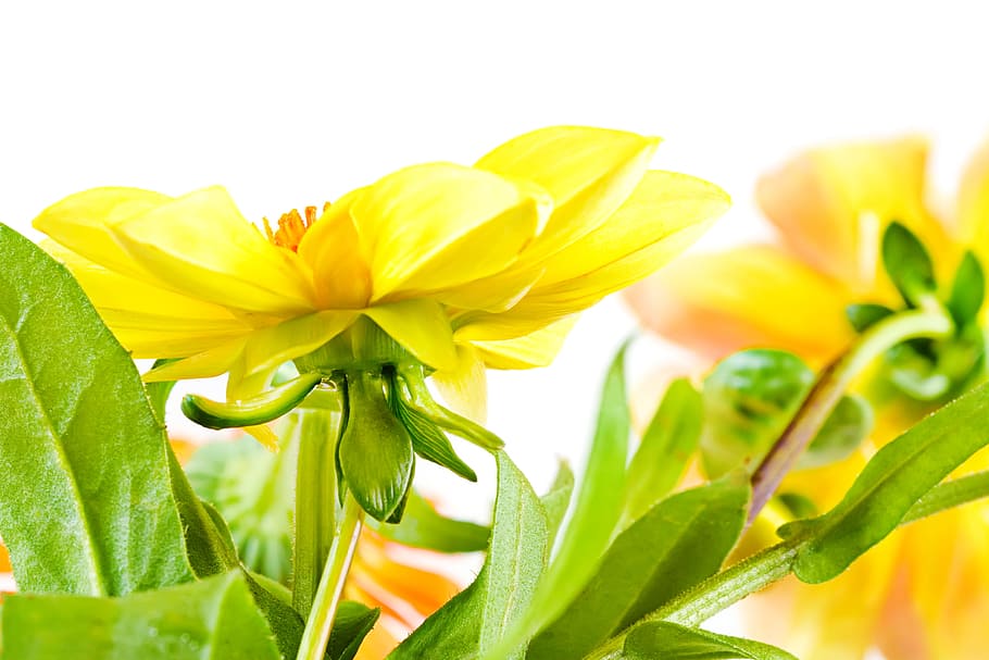 beautiful, blossom, bright, bunch, closeup, detail, flora, floral HD wallpaper