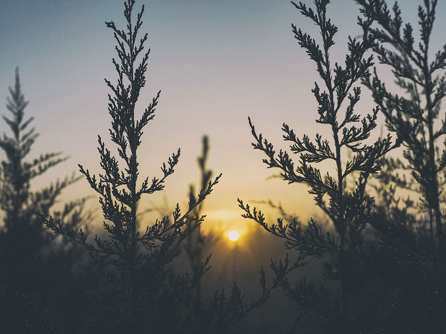 sunlight, sunrise, sunshine, trees, plant, view, sky, beauty in nature HD wallpaper
