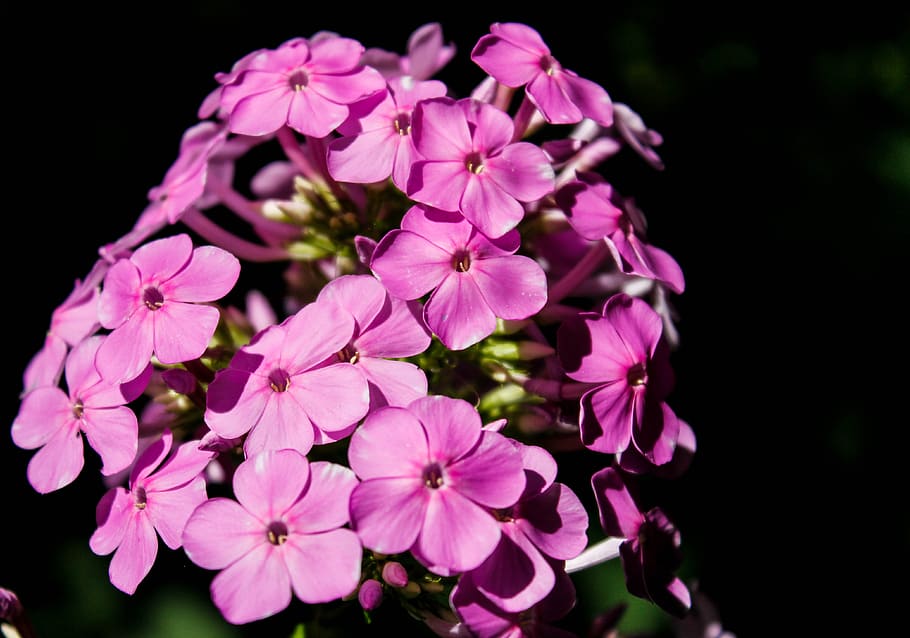 flowers, purple, bloom, blossom, garden, summer, violet, flora HD wallpaper