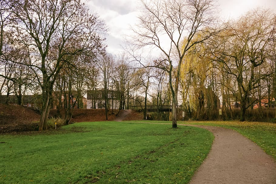 grass, plant, tree, lawn, path, outdoors, park, tree trunk HD wallpaper