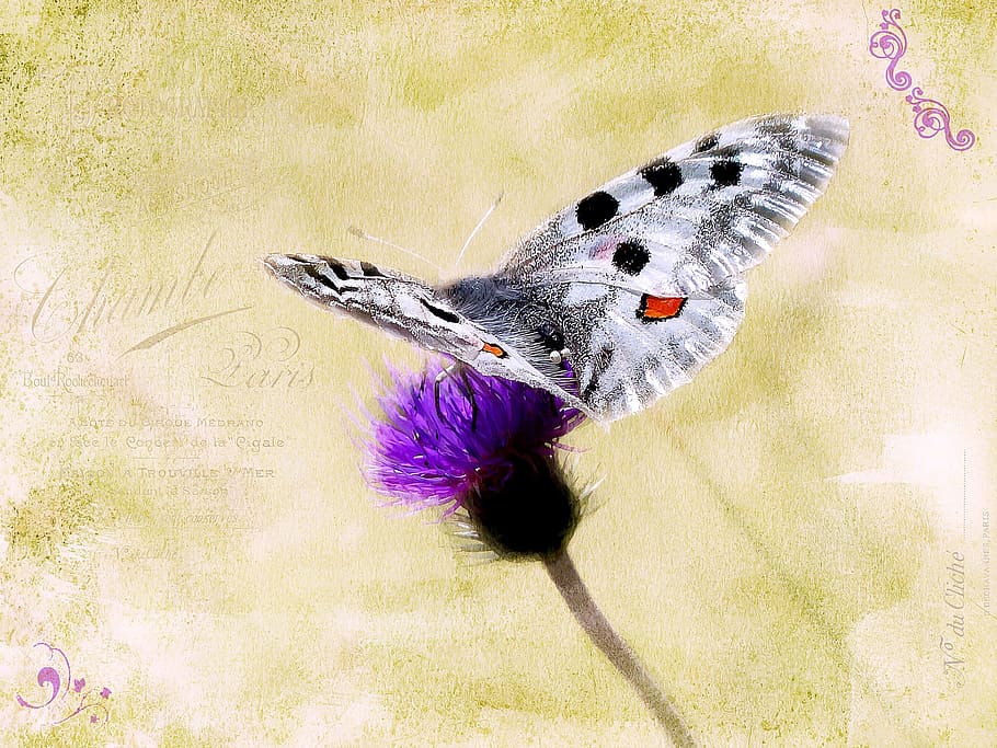 fly, butterfly, nature, wild, insect, animal, animal themes HD wallpaper