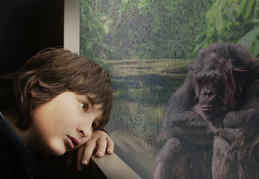 boy, chimpanzee, window, raindrop, rainforest, jungle, outlook HD wallpaper