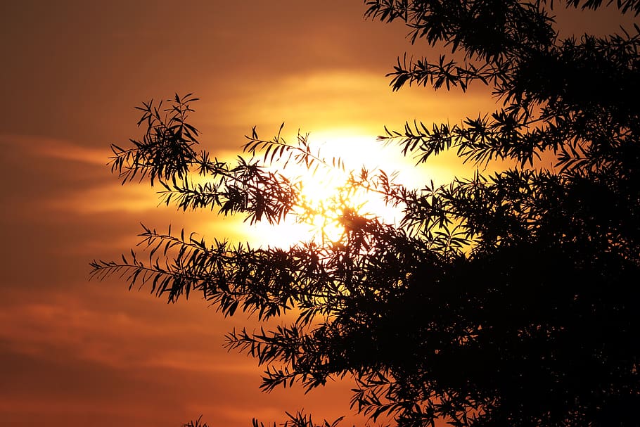 sunset, afterglow, tree, backlighting, abendstimmung, evening sky HD wallpaper