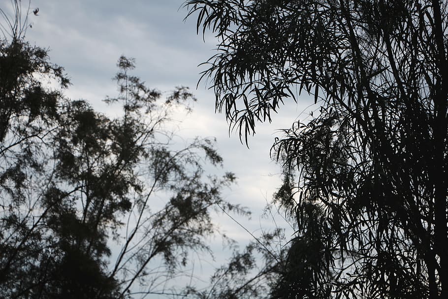 trees, outside, backyard, plant, sky, low angle view, growth HD wallpaper