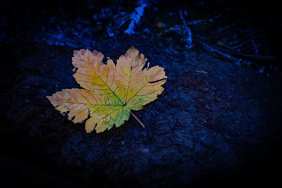 leaf, plant part, autumn, nature, close-up, change, no people HD wallpaper