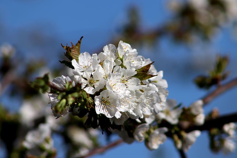 cherry, blossom, bloom, white, nature, spring, branch, cherry blossom HD wallpaper