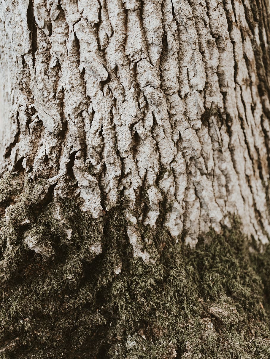 grey tree trunk, textured, full frame, backgrounds, plant bark HD wallpaper