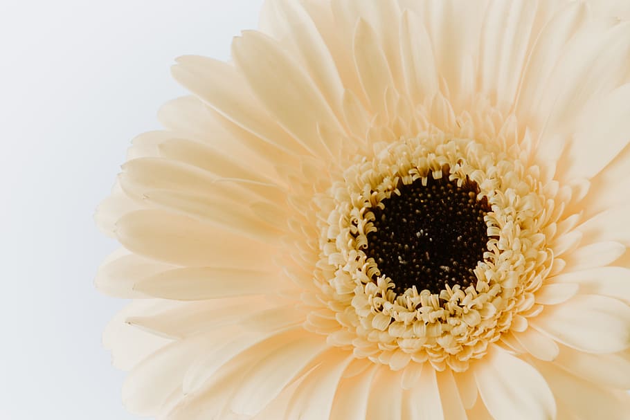 white flower in bloom, petal, macro, close up, orange, gerbera HD wallpaper