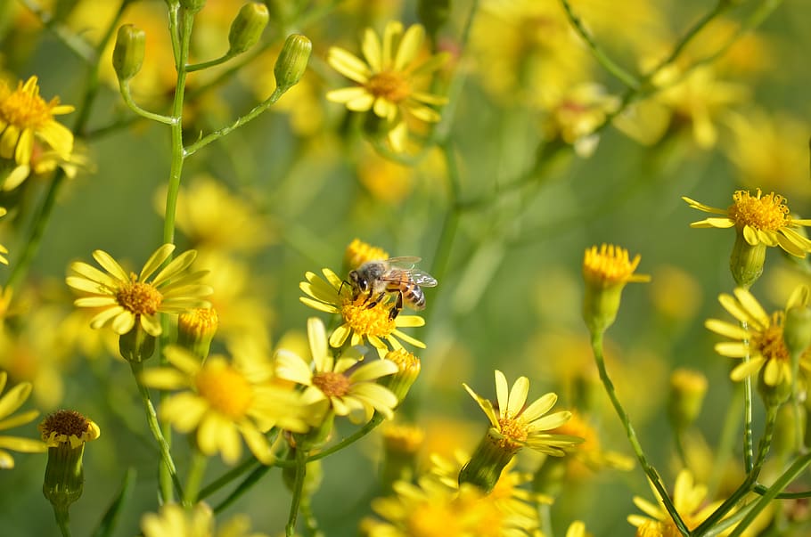 bee, flower, spring, yellow, polen, flowering plant, animal wildlife HD wallpaper