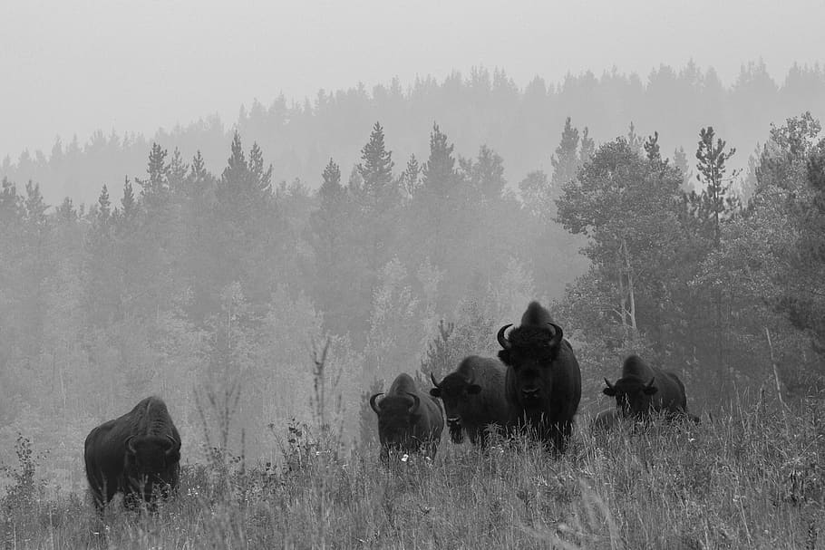 five black buffalo surrounded by trees, wildlife, bison, animal HD wallpaper
